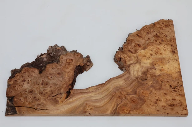 Wiąz Kaukaski Caucasian Elm czeczot burl