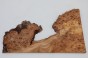 Wiąz Kaukaski Caucasian Elm czeczot burl