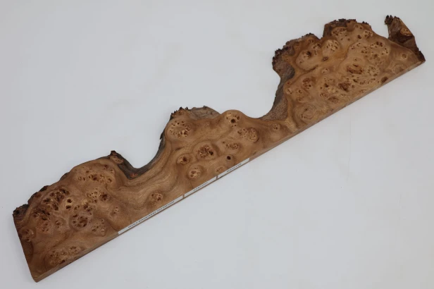 Wiąz Kaukaski Caucasian Elm czeczot burl