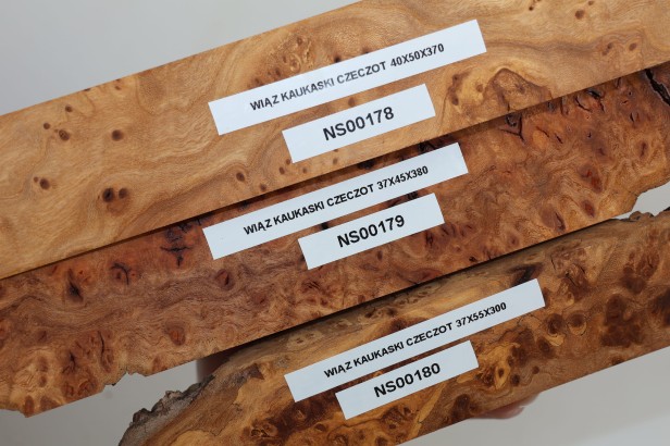 Wiąz Kaukaski Caucasian Elm czeczot burl