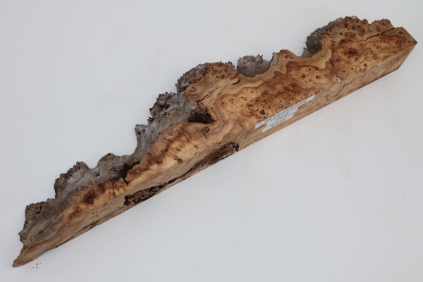 Wiąz Kaukaski Caucasian Elm czeczot burl