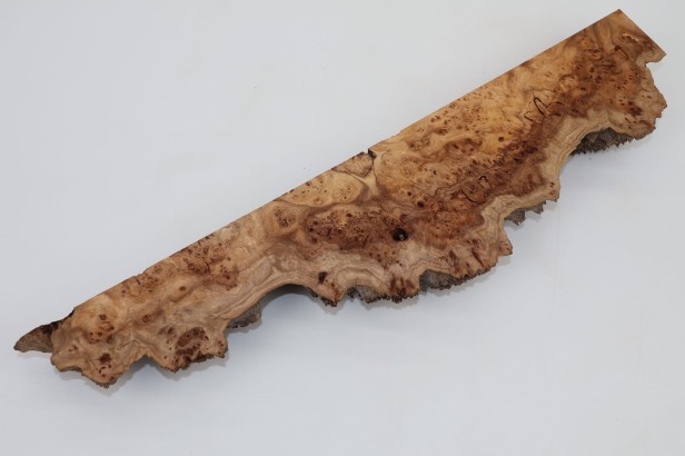 Wiąz Kaukaski Caucasian Elm czeczot burl
