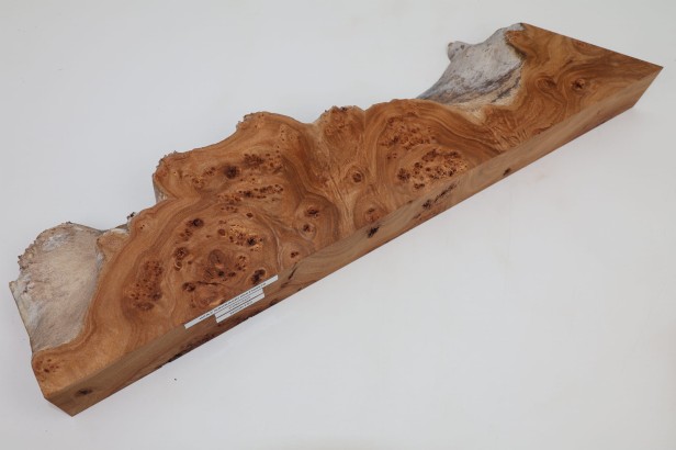 Wiąz Kaukaski Caucasian Elm czeczot burl