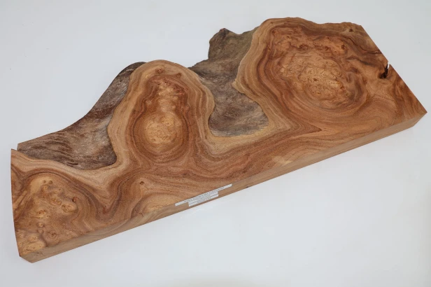 Wiąz Kaukaski Caucasian Elm czeczot burl