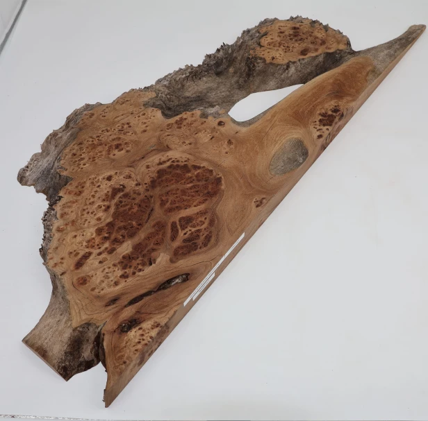 Wiąz Kaukaski Caucasian Elm czeczot burl