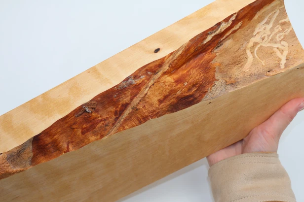 Brzoza fala Birch Flame drewno do toczenia kantówka wood for turning Timber