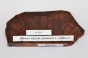 Drewno wężowe Snakewood X-CUT drewno na biżuterię wood for jewelry