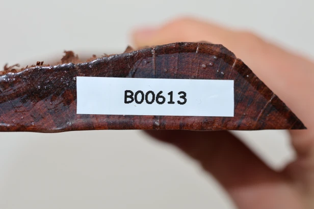 Drewno wężowe Snakewood drewno na biżuterię wood for jewelry