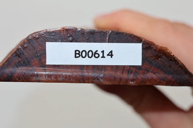 Drewno wężowe Snakewood drewno na biżuterię wood for jewelry