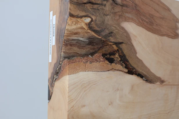 Brzoza fala Birch Flame drewno do toczenia kantówka wood for turning Timber