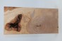 Brzoza fala Birch Flame drewno do toczenia kantówka wood for turning Timber