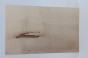Klon jawor fala Sycamore Maple Flame drewno do toczenia kantówka wood for turning Timber