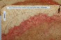 Klon jesionolistny czeczot Ash-leaf Maple Burl drewniany top na gitarę guitar top