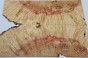 Klon jesionolistny czeczot Ash-leaf Maple Burl drewniany top na gitarę guitar top
