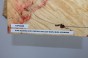 Klon jesionolistny czeczot Ash-leaf Maple Burl drewniany top na gitarę guitar top