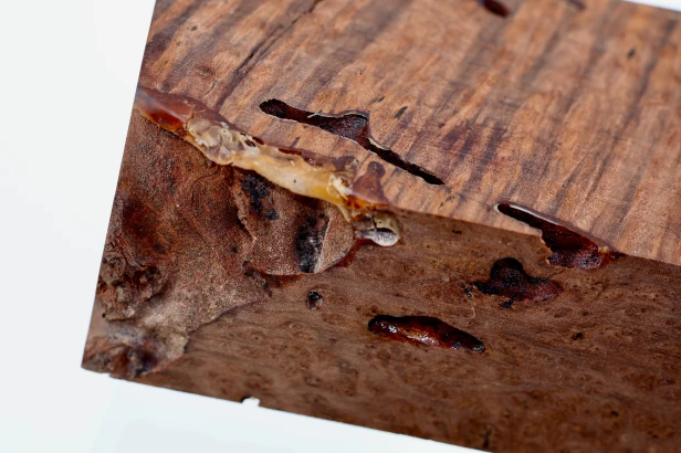 Sekwoja czeczot Sequoia Redwood Burl stabilizowane drewno na biżuterię stabilized wood for jewelry
