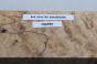 Buk Beech Wood Spalted drewno do toczenia wood for turning