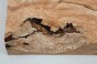Buk Beech Wood Spalted drewno do toczenia wood for turning