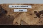Buk Beech Wood Spalted drewno do toczenia wood for turning