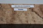 Buk Beech Wood Spalted drewno do toczenia wood for turning