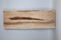 Klon Maple Spalted drewno do toczenia kantówka wood for turning Timber