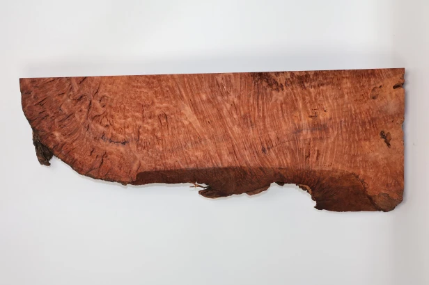 Sekwoja czeczot Sequoia Redwood Burl