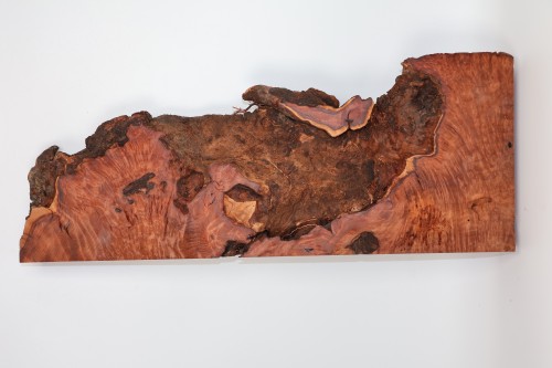 Sekwoja czeczot Sequoia Redwood Burl