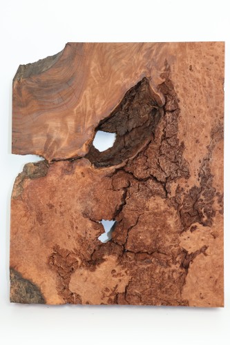 Sekwoja czeczot Sequoia Redwood Burl