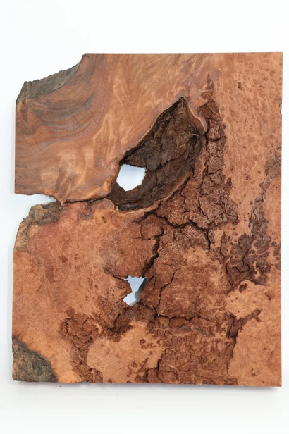 Sekwoja czeczot Sequoia Redwood Burl