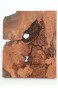 Sekwoja czeczot Sequoia Redwood Burl