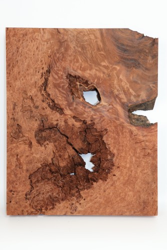 Sekwoja czeczot Sequoia Redwood Burl