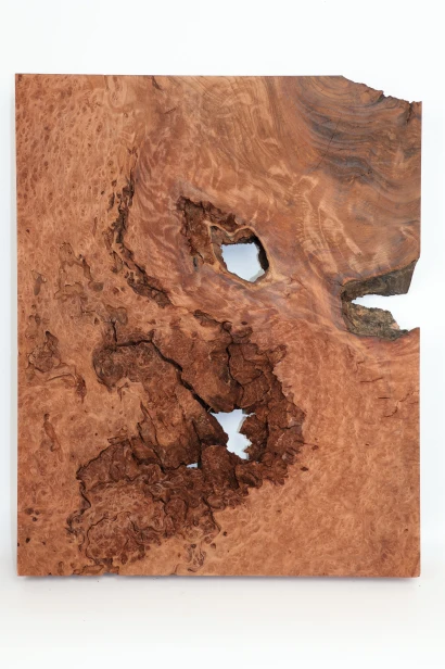 Sekwoja czeczot Sequoia Redwood Burl