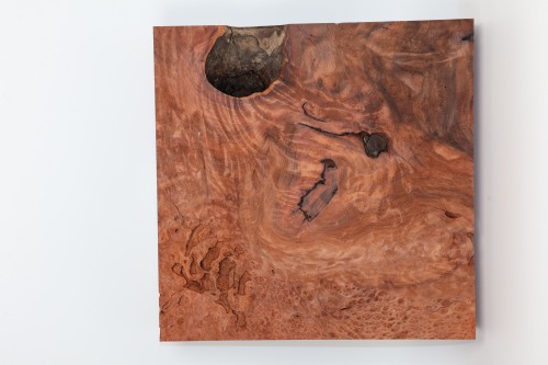 Sekwoja czeczot Sequoia Redwood Burl