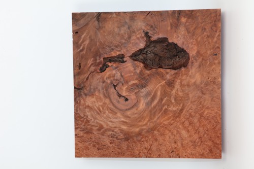 Sekwoja czeczot Sequoia Redwood Burl