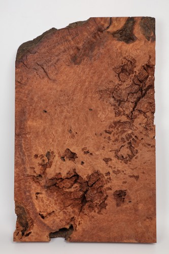 Sekwoja czeczot Sequoia Redwood Burl