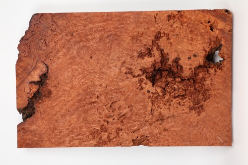 Sekwoja czeczot Sequoia Redwood Burl