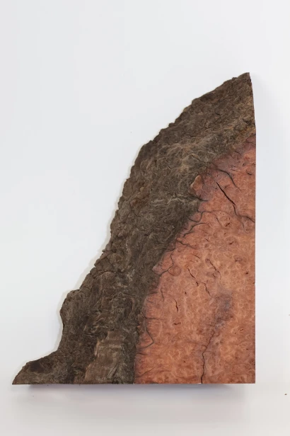 Sekwoja czeczot Sequoia Redwood Burl