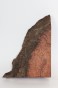 Sekwoja czeczot Sequoia Redwood Burl