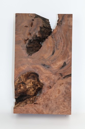 Sekwoja czeczot Sequoia Redwood Burl
