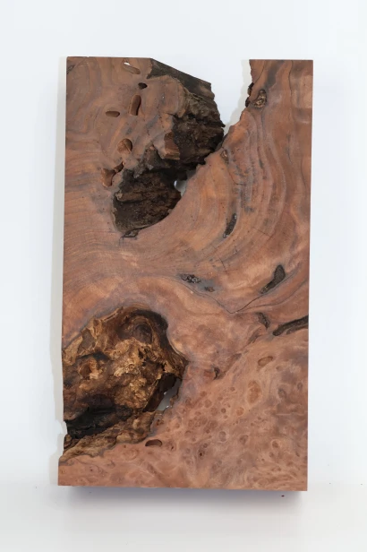 Sekwoja czeczot Sequoia Redwood Burl