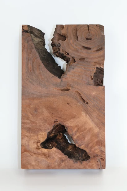 Sekwoja czeczot Sequoia Redwood Burl