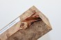 Orzech Kaukaski Czeczot Burl Caucasian Walnut stabilizowane drewno na rękojeść noża stabilized wood for knifes