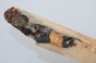 Klon jesionolistny czeczot Ash-leaf Maple Burl drewno na biżuterię wood for jewelry