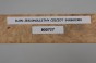 Klon jesionolistny czeczot Ash-leaf Maple Burl drewno na biżuterię wood for jewelry