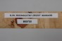 Klon jesionolistny czeczot Ash-leaf Maple Burl drewno na biżuterię wood for jewelry