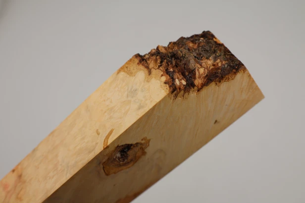 Klon jesionolistny czeczot Ash-leaf Maple Burl drewno na biżuterię wood for jewelry