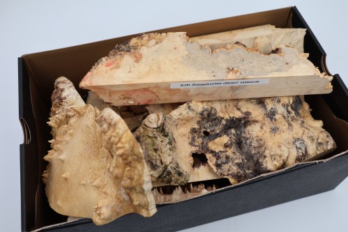 Klon jesionolistny czeczot Ash-leaf Maple Burl drewno na biżuterię wood for jewelry