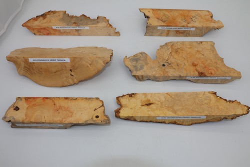 Klon jesionolistny czeczot Ash-leaf Maple Burl drewno na biżuterię wood for jewelry