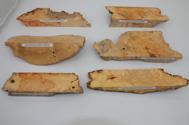 Klon jesionolistny czeczot Ash-leaf Maple Burl drewno na biżuterię wood for jewelry
