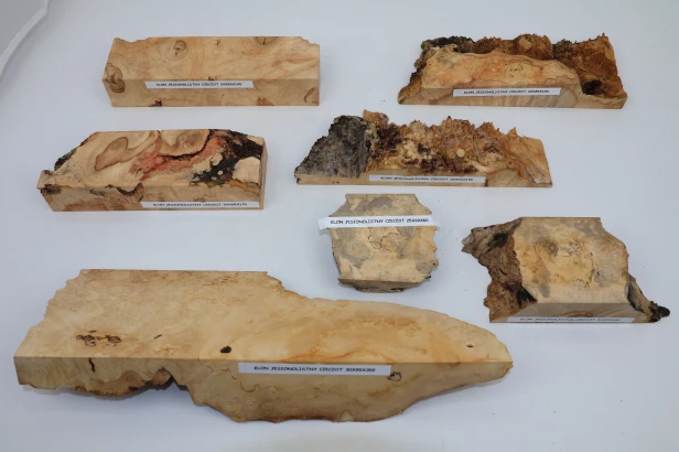 Klon jesionolistny czeczot Ash-leaf Maple Burl drewno na biżuterię wood for jewelry